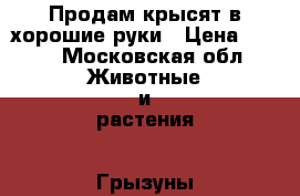 Продам крысят в хорошие руки › Цена ­ 100 - Московская обл. Животные и растения » Грызуны и Рептилии   